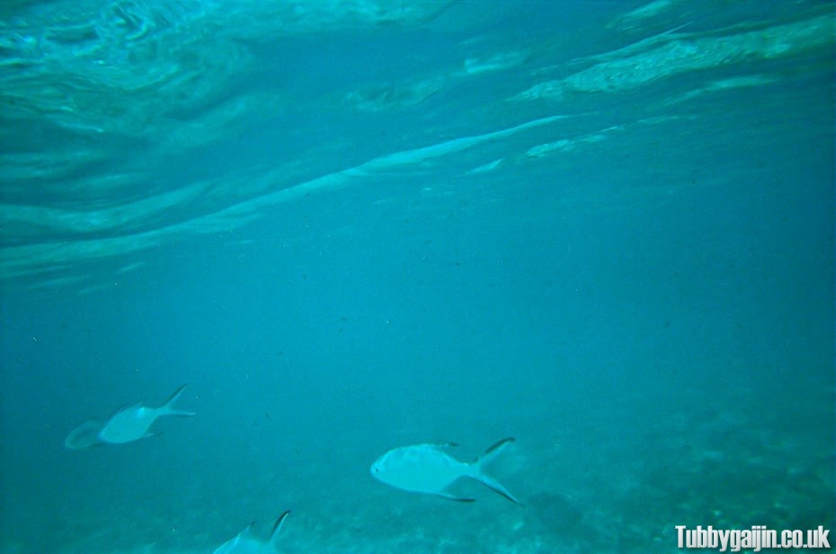 Underwater camera fun on Aka Island!