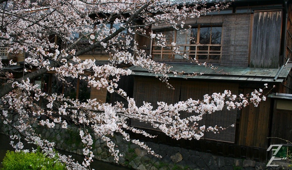 Hanami in Kyoto 2014 - Shirakawa