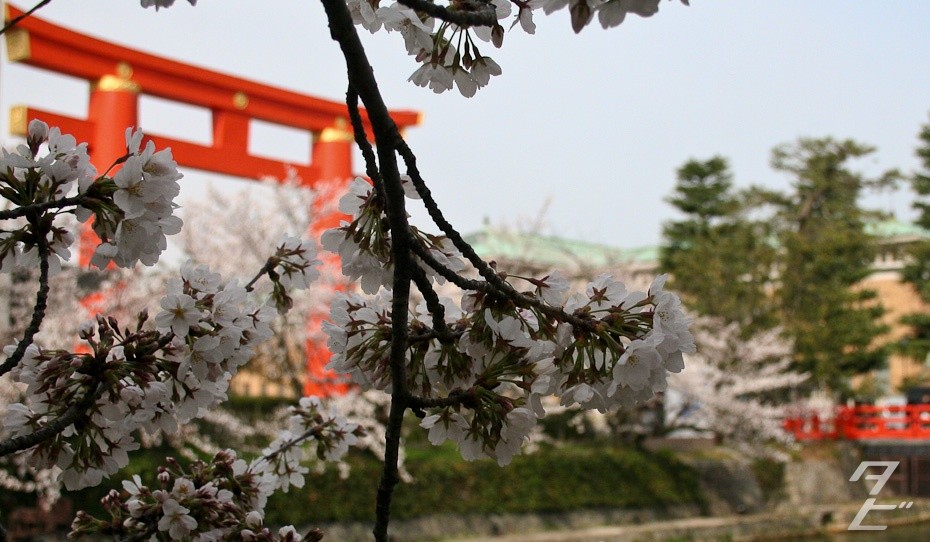 Hanami in Kyoto 2014 - Heian Shrine torii