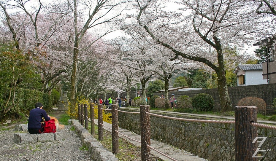 Hanami in Kyoto 2014 - Tetsugaku-no-michi